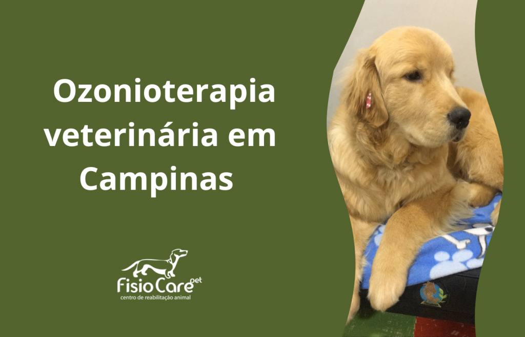 Ozonioterapia veterinária em Campinas