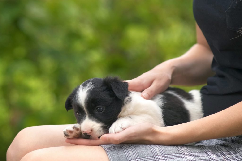 Como aliviar a dor de coluna no cachorro?