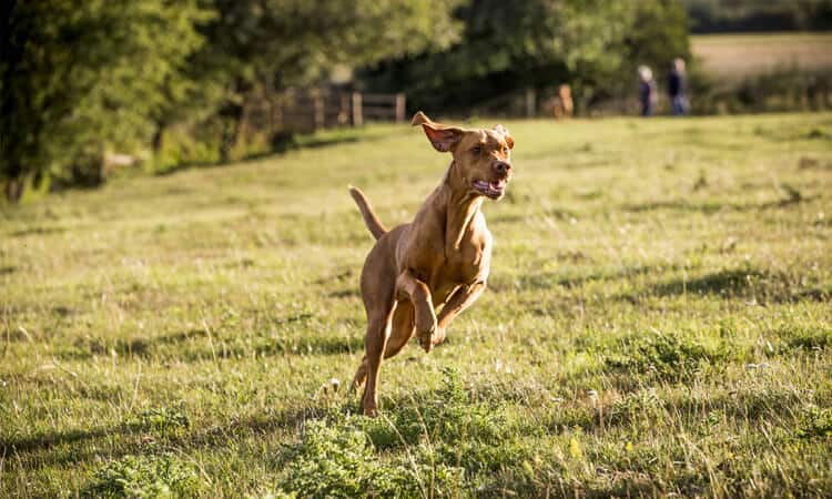 Como fortalecer a musculatura de um cachorro?