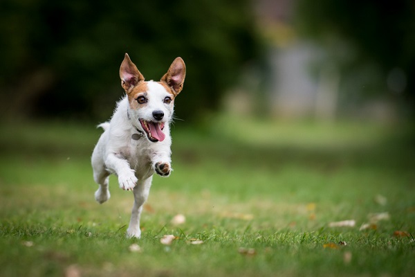 Como saber se o cachorro vai voltar a andar?