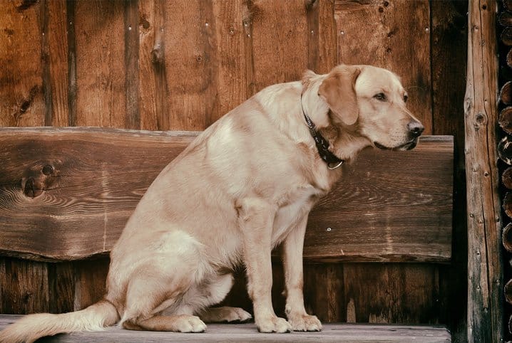 O que fazer para cachorro com dor nas articulações?