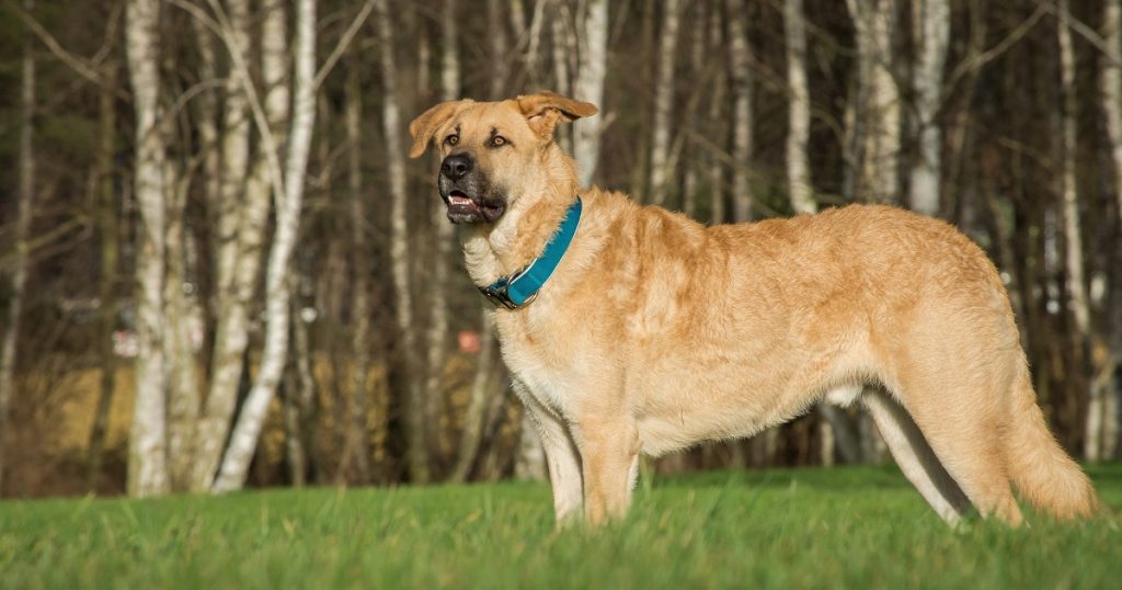 O que pode ser quando meu cachorro está mancando?