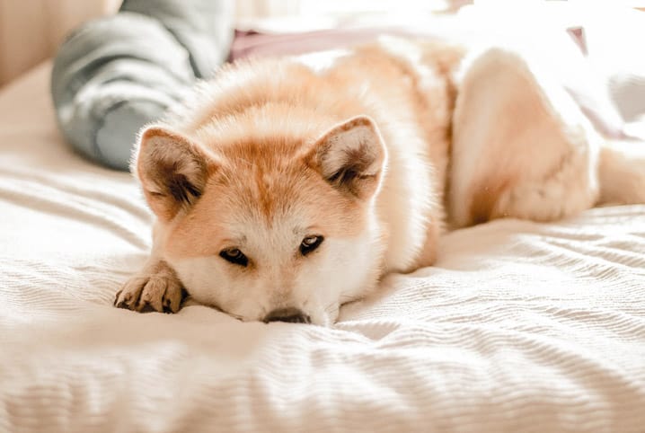 Como saber se o cão está com dor?