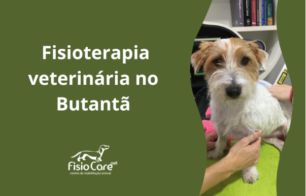 Fisioterapia veterinária em São Paulo, Butantã e região