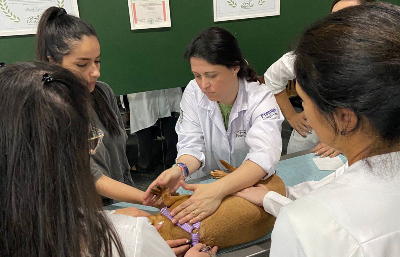 Cursos de Fisioterapia Veterinária no Rio Grande do Sul: Fisio Care Pet.