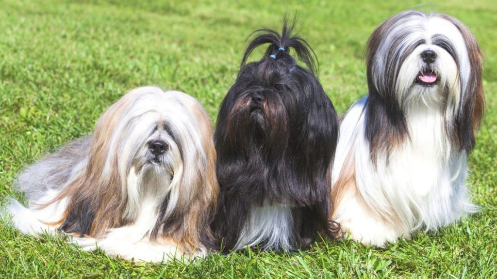 Luxação de patela em Lhasa Apso: Descubra o que é!