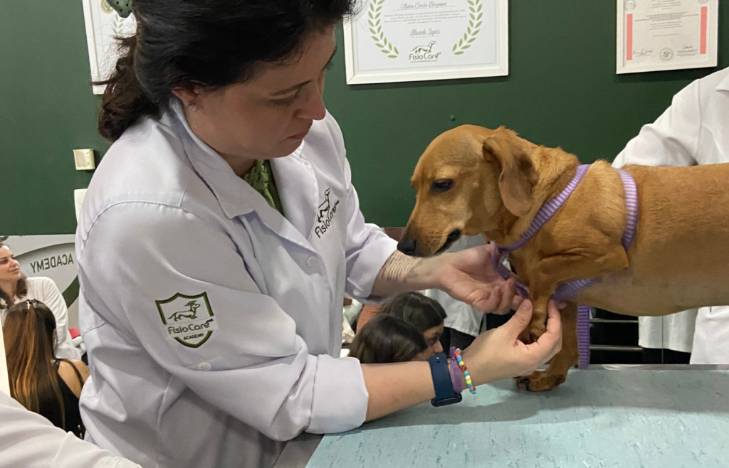 Cursos online e híbridos de Fisioterapia Veterinária