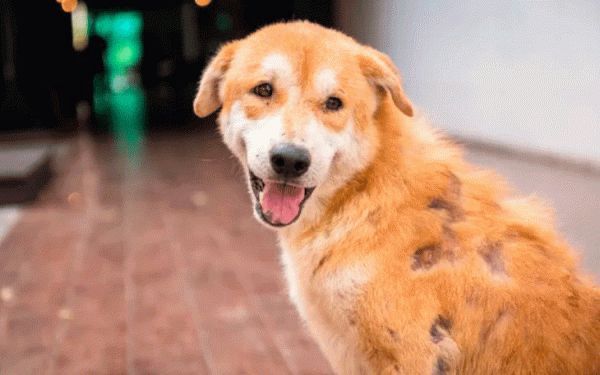 O que é alopecia canina e por que acontece?