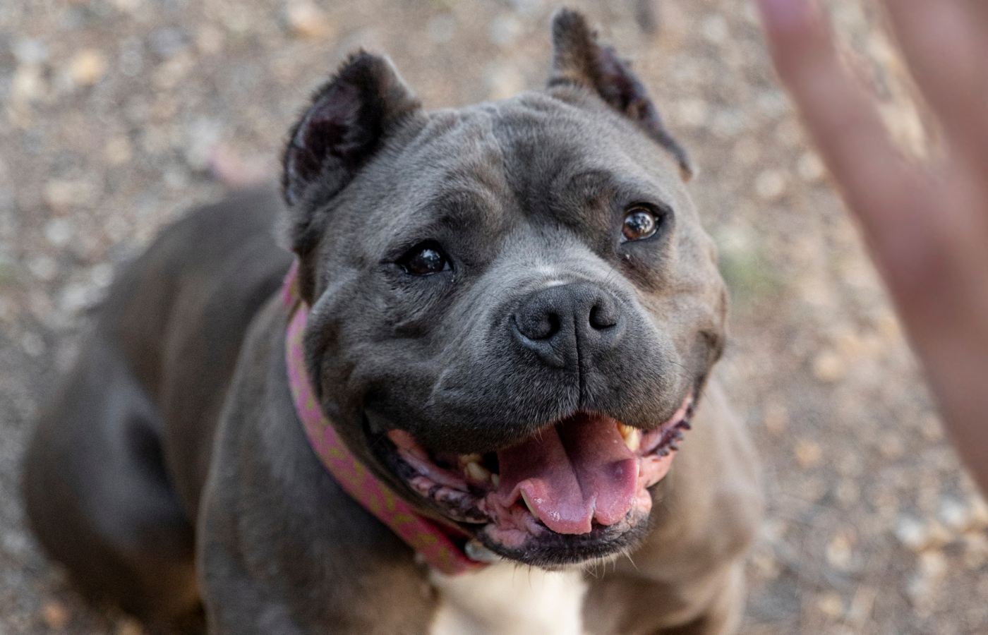 Ruptura de ligamento cruzado cranial em cães da raça American Bully