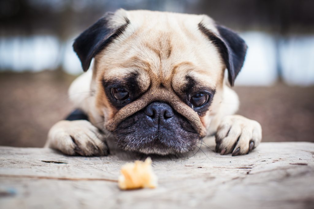 Quais são os riscos da obesidade em animais de estimação