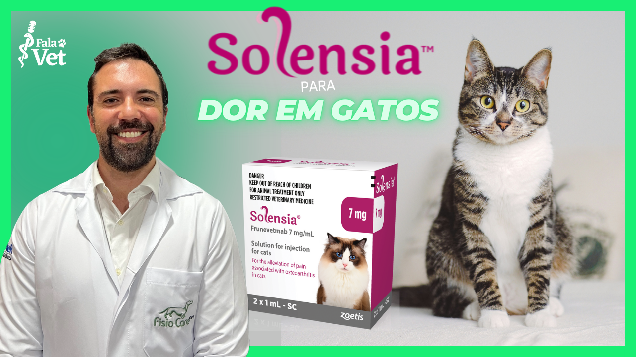 Solensia funciona? Zoetis lança monoclonal para tratar a dor articular em gatos