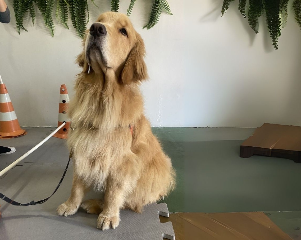 Tratamento de Fisioterapia Veterinário