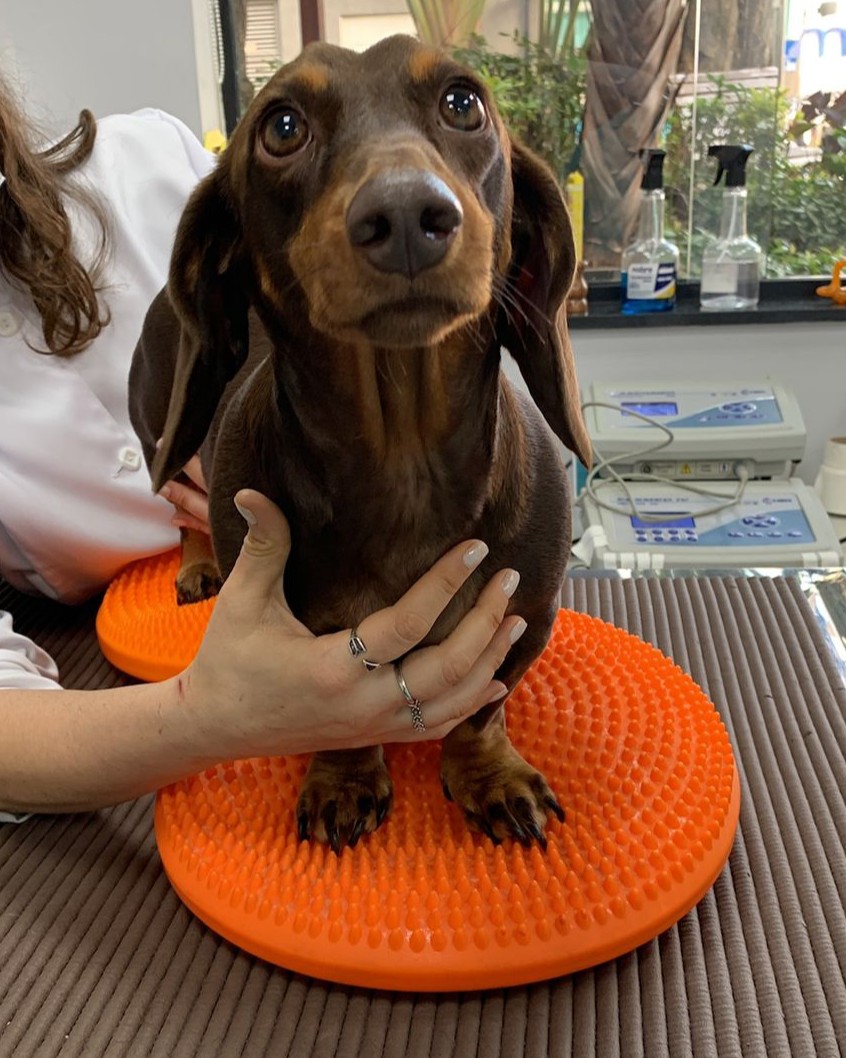 Tratamento de Fisioterapia Veterinária