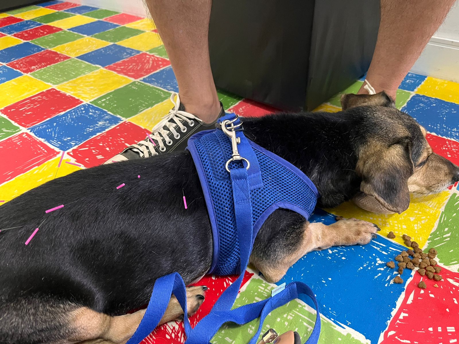 Pós-Graduação de fisioterapia e veterinária EAD reconhecida pelo MEC