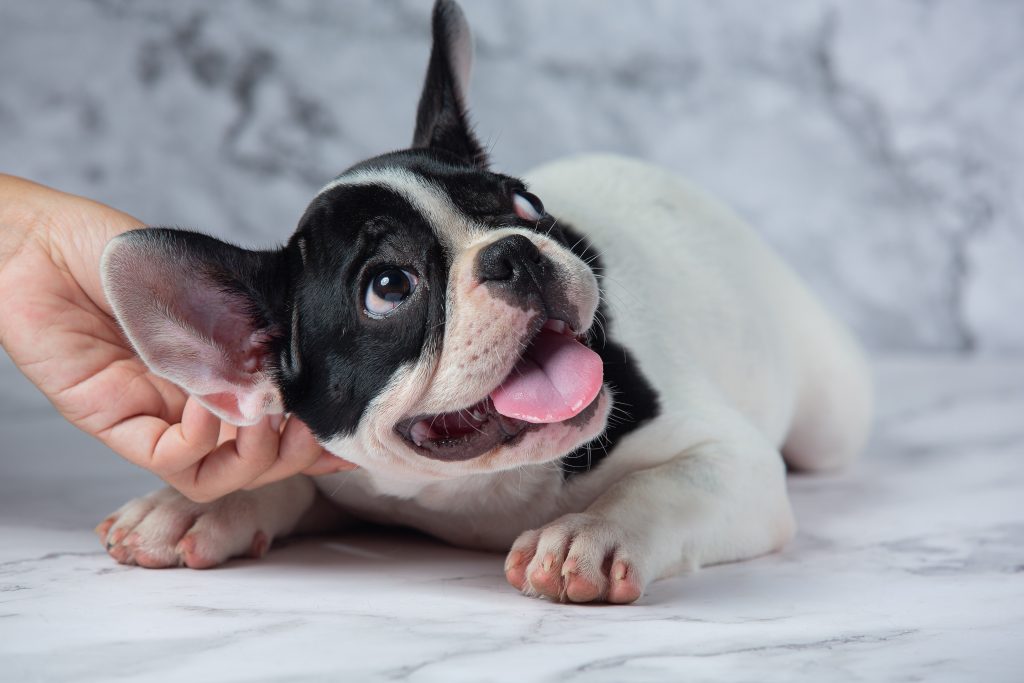 Sarna em cachorro: o que é e como tratar