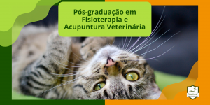 Pós-graduação em fisioterapia e acupuntura veterinária