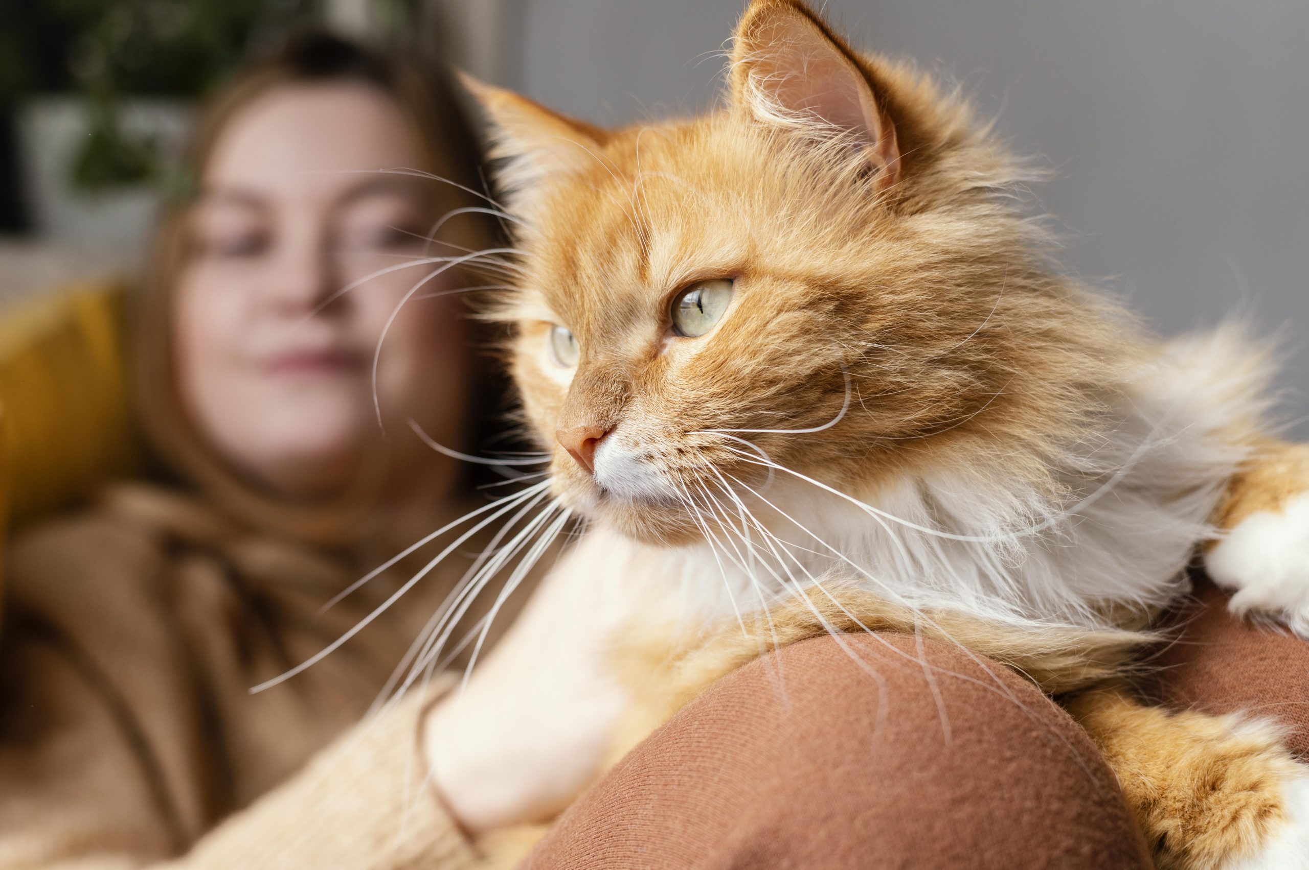 Rinotraqueíte Felina: Saiba identificar no seu gato