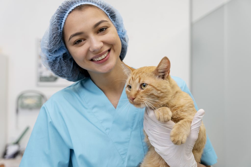 Bordetella em gatos: Doenças de trato respiratório em gatos