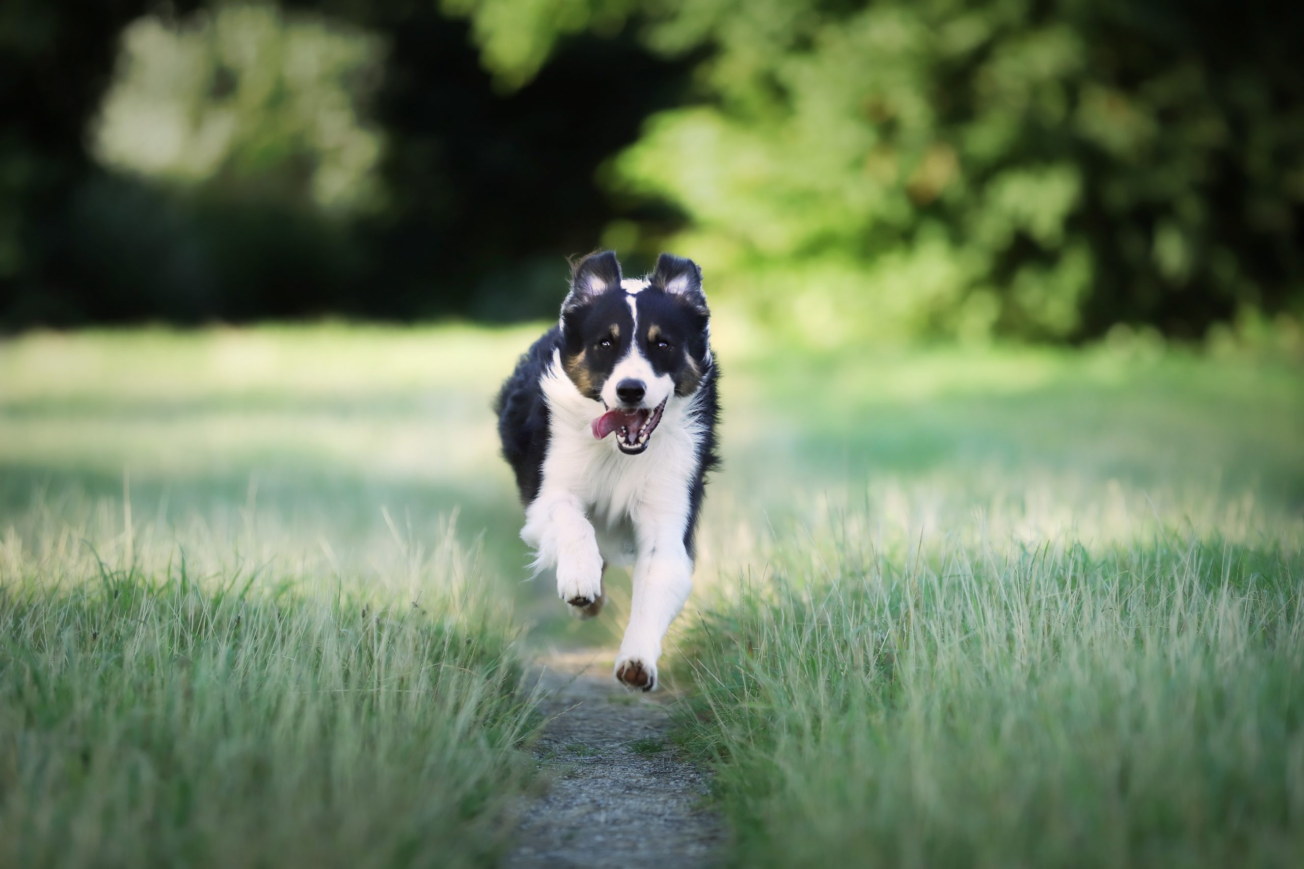 Fisio Care Pet Divinópolis: Cuidando do Bem-Estar do seu Animal de Estimação