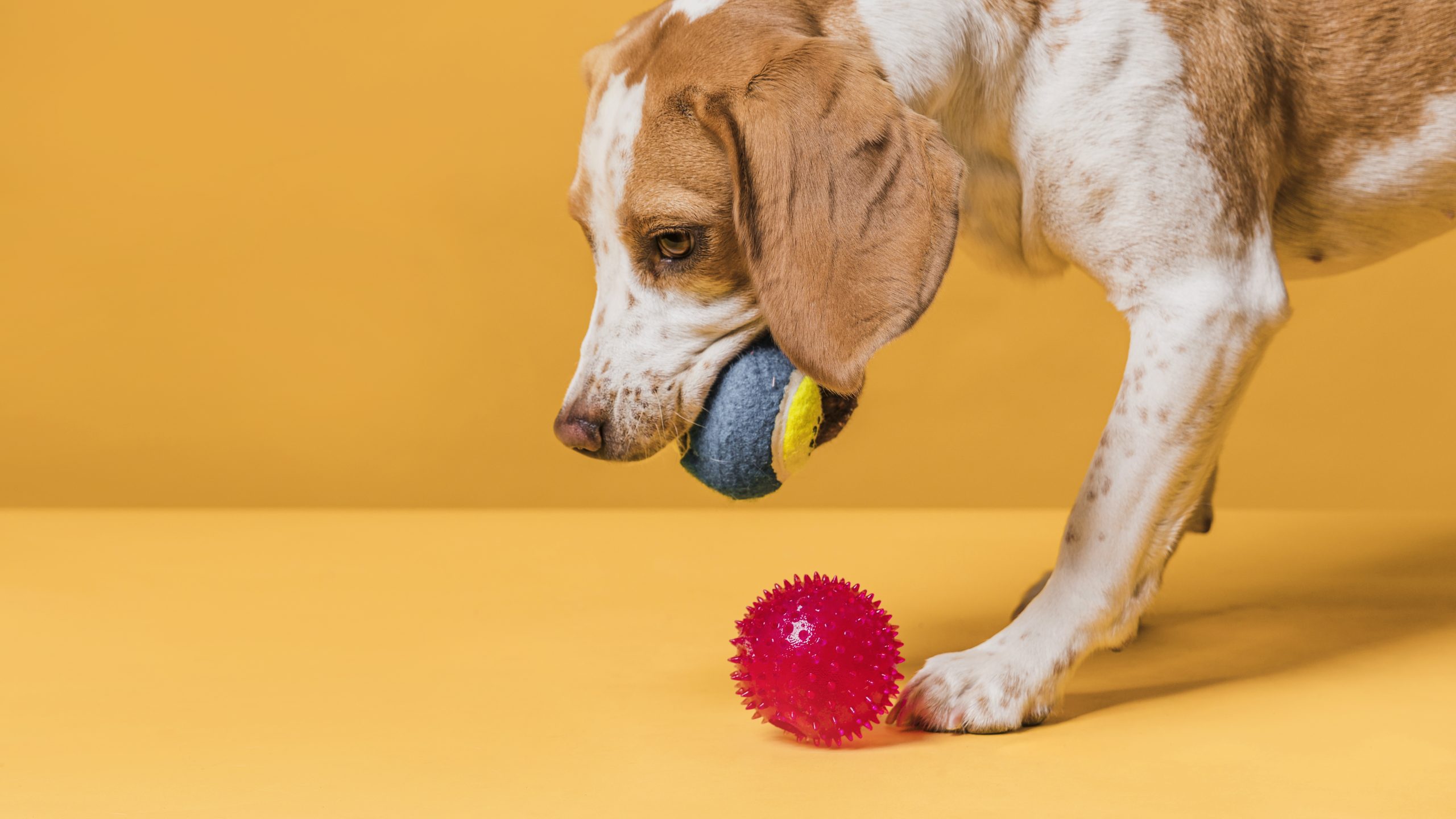 O curso ocorre de maneira híbrida e abrange diversas áreas da fisioterapia veterinária