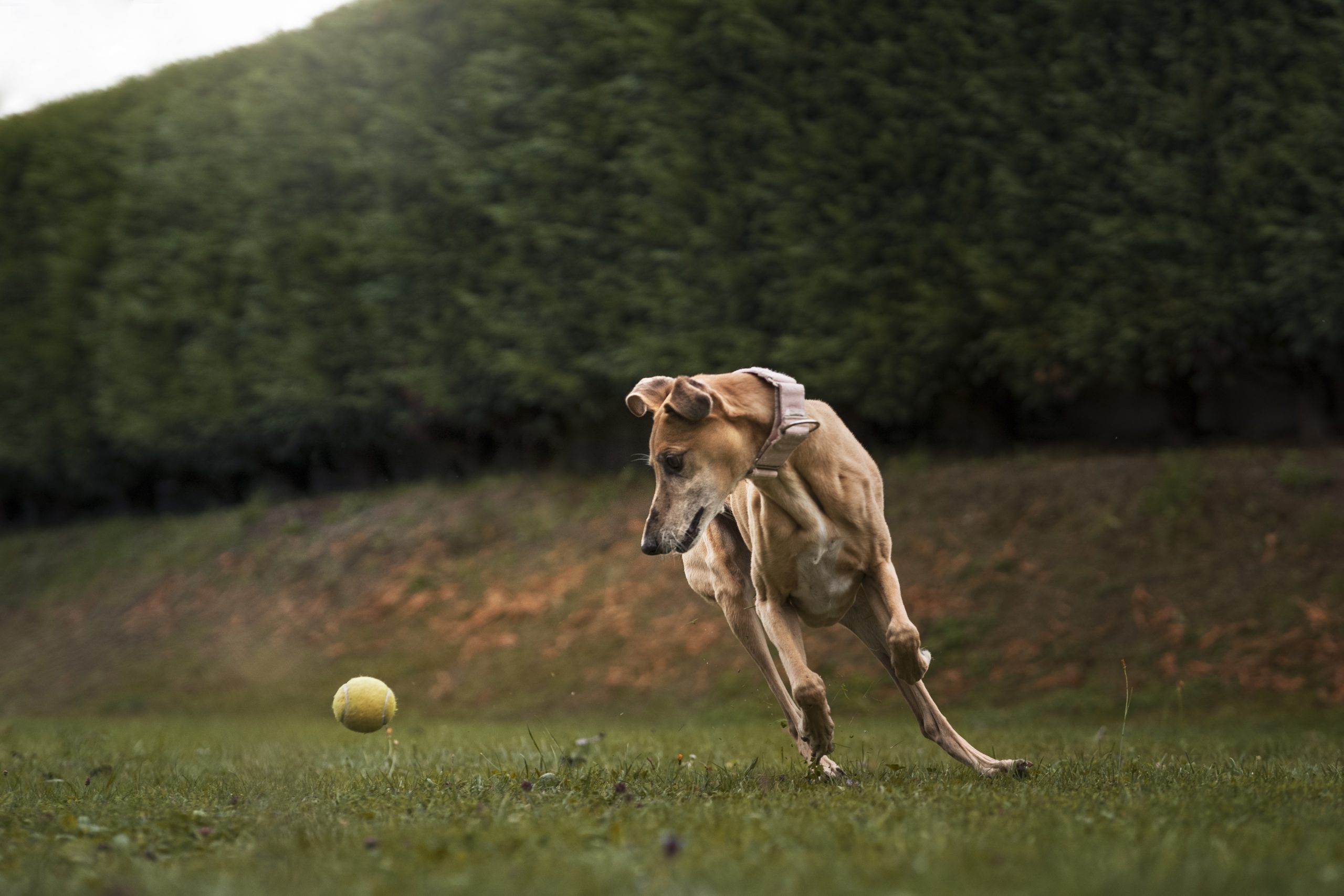 Ortopedia veterinária em Campinas: O que é? Quais os benefícios?