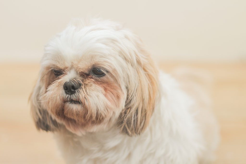 Tratamento da Luxação de Patela na Fisio Care Pet Porto Alegre