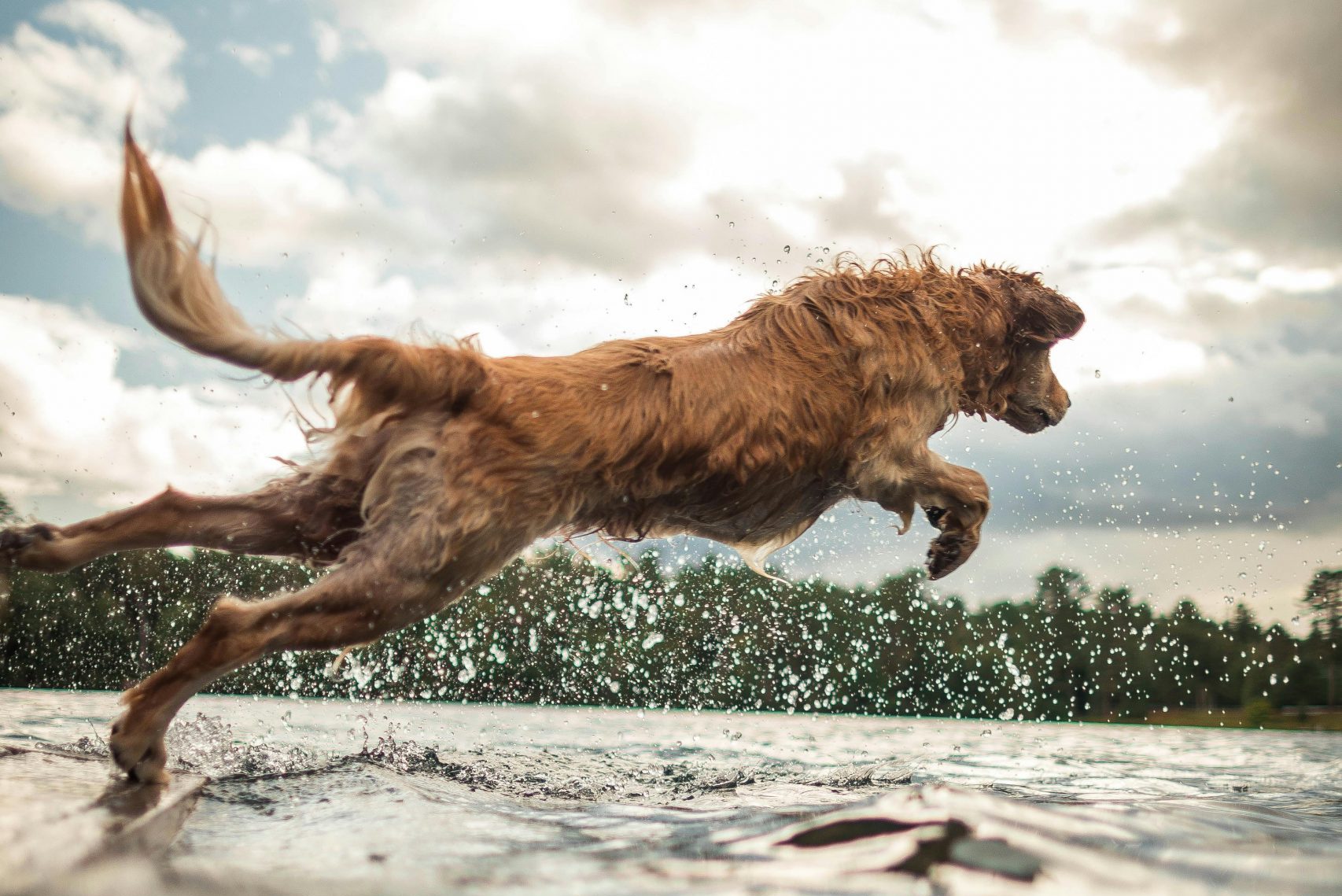 Luxação de quadril em animais. Tratamentos em Divinópolis na Fisio Care Pet