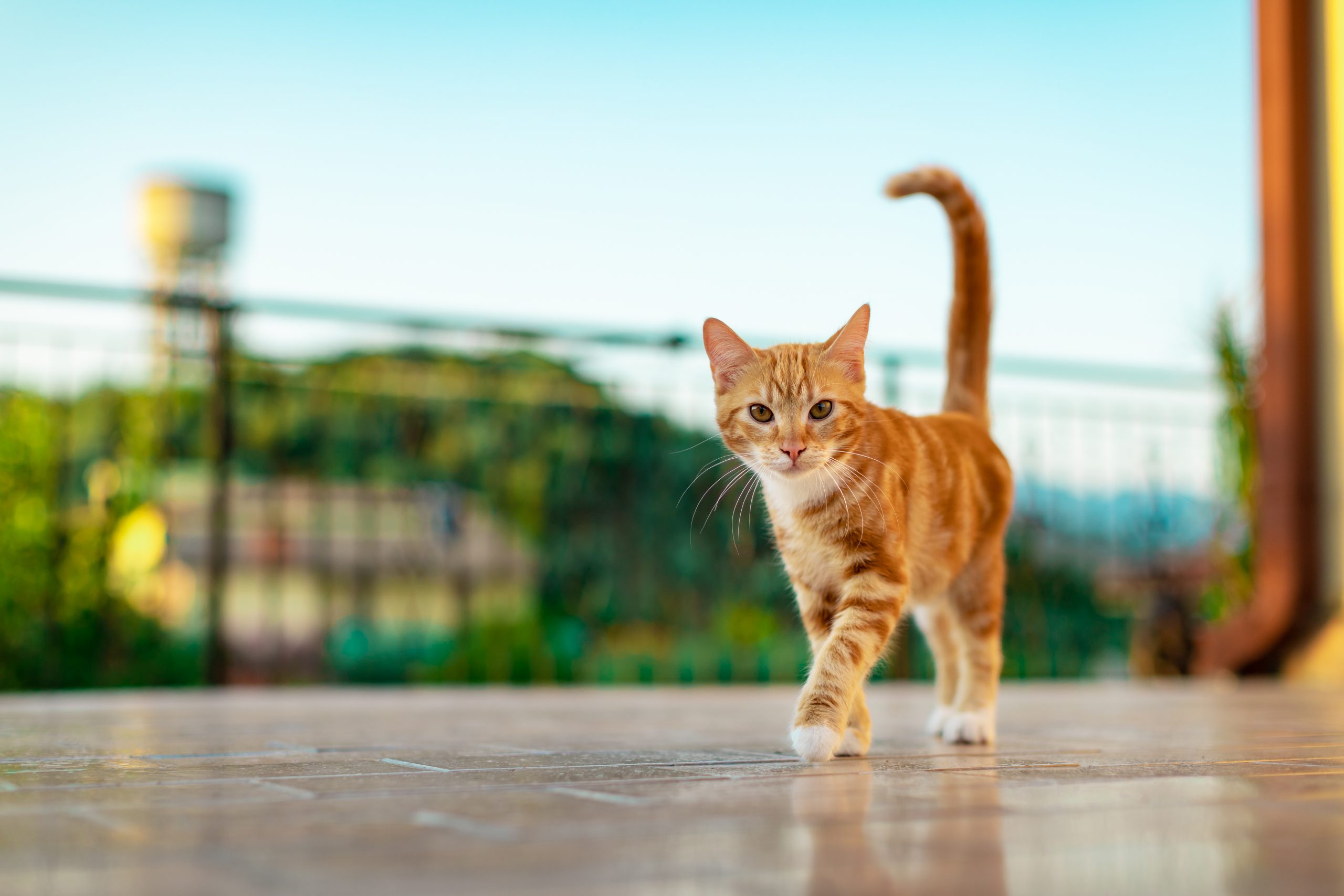 Paralisia em gatos: entenda as possíveis causas e tratamentos para seu animal