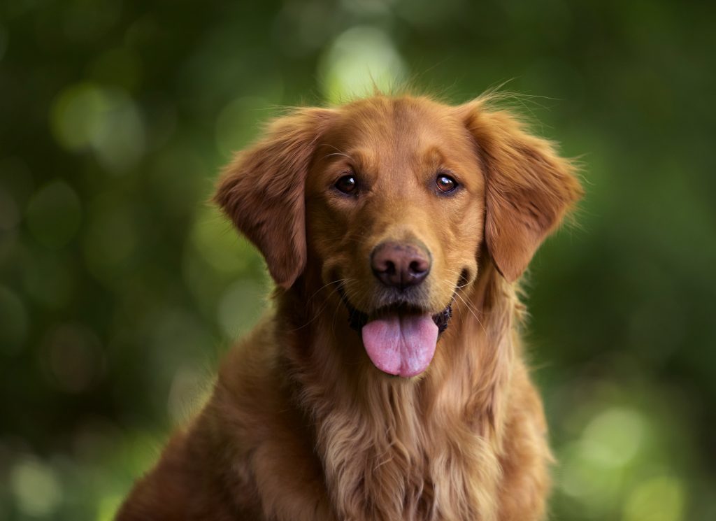 Fisioterapia e Reabilitação veterinária na Fisio Care Pet Mooca!