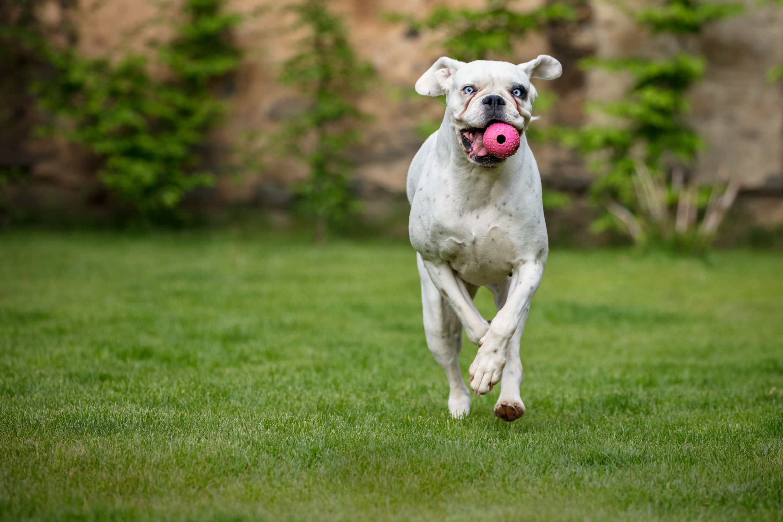 Fisioterapia e Ortopedia Veterinária na Fisio Care Pet Tatuapé: A melhor rede de reabilitação animal do mundo