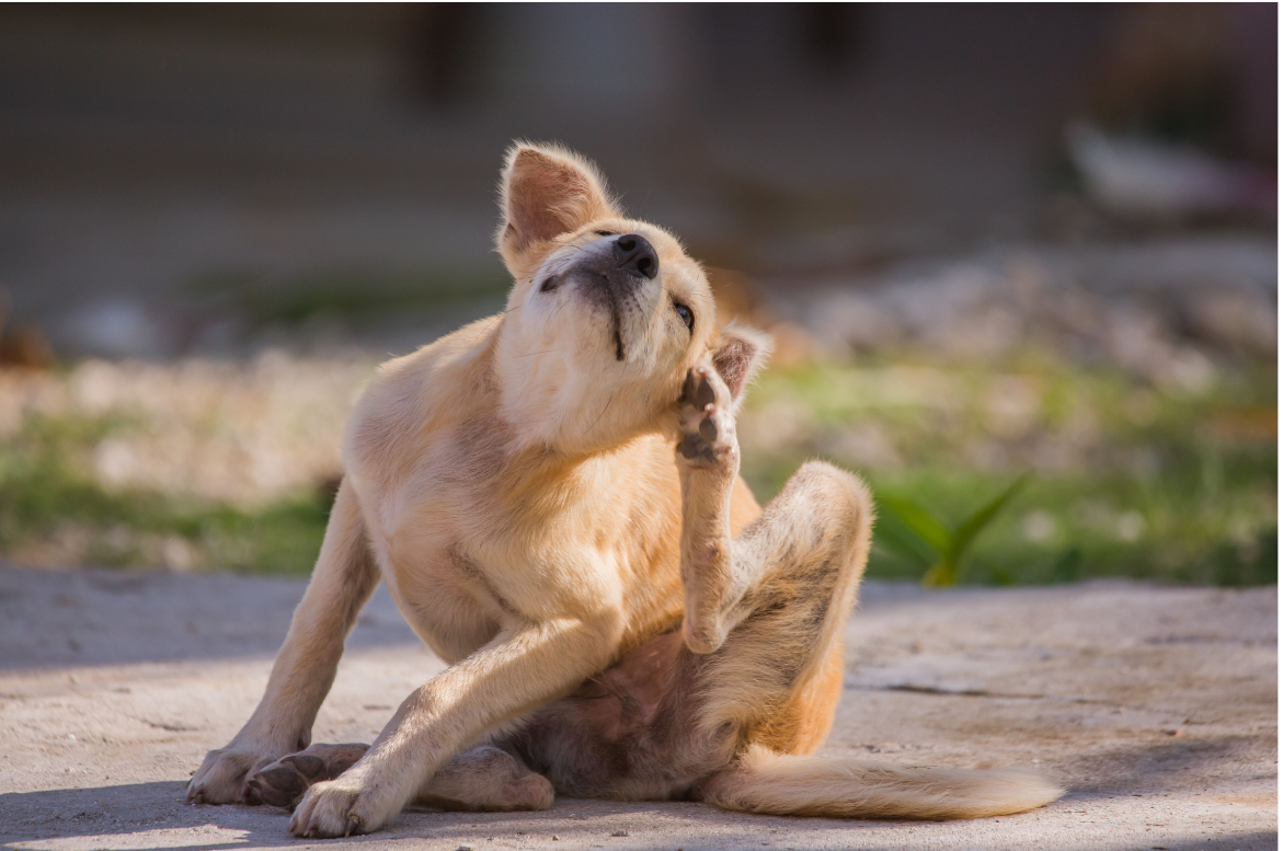 Saiba tudo sobre dermatite atópica em cães