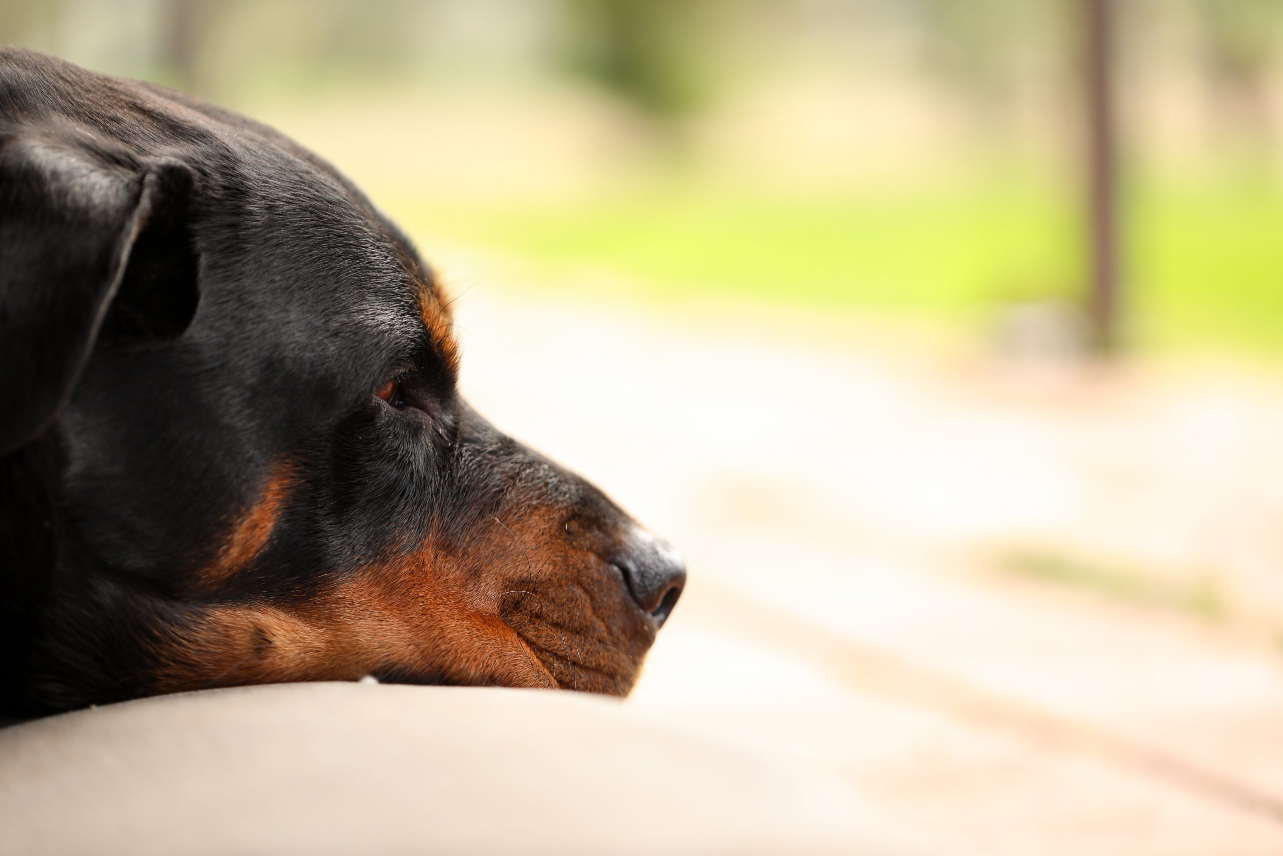 Hipotiroidismo em animais: O que é? Causas, consequências, sintomas e tratamentos