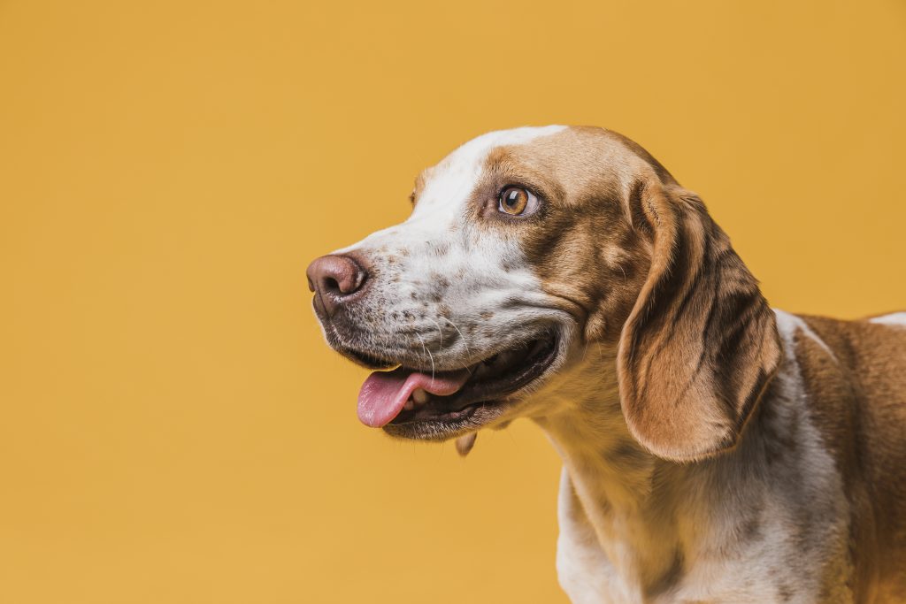 O Poder da Ozonioterapia na Fisio Care Pet: Como ela beneficia a saúde do seu pet