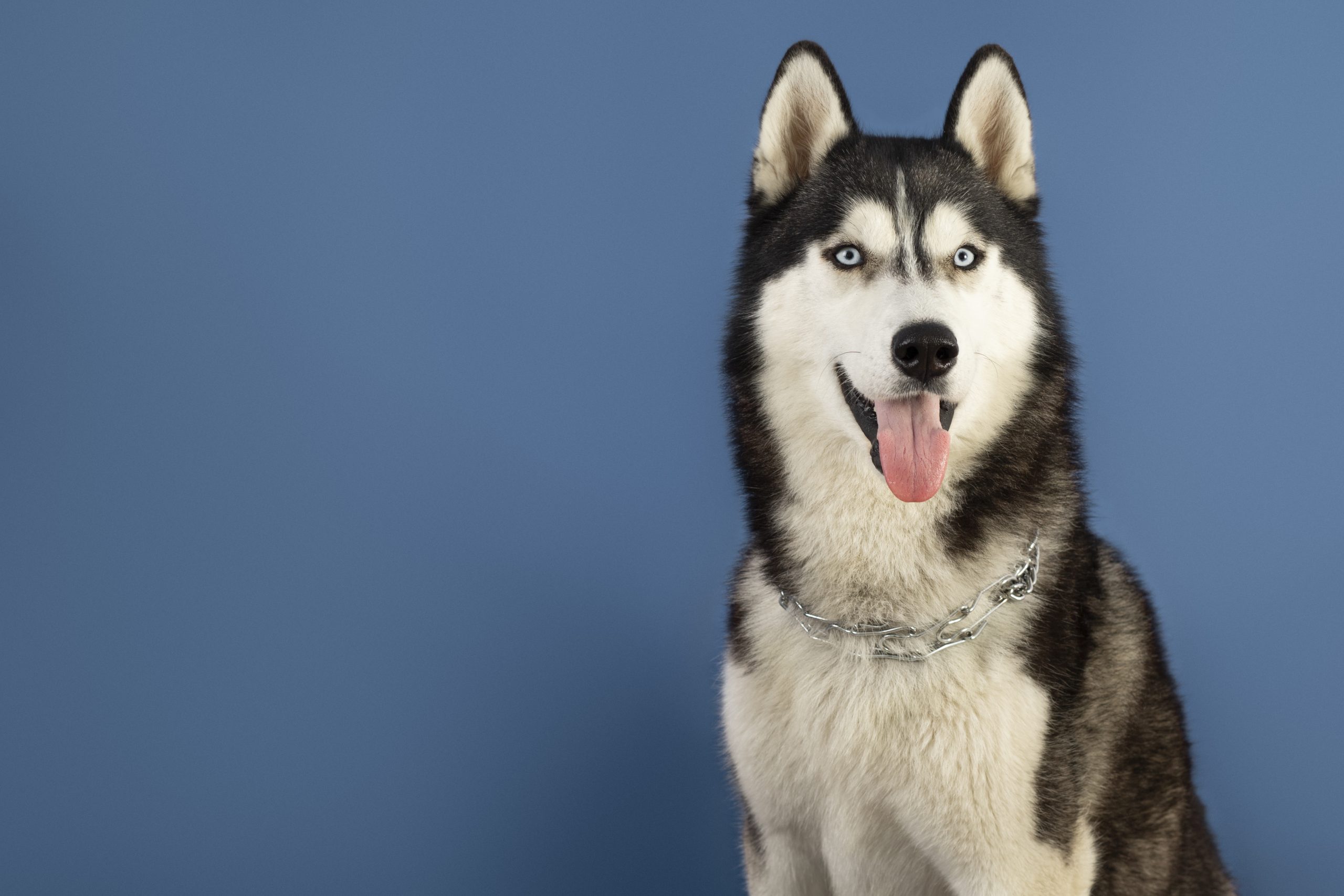 Existem raças de cachorros que não podem ser tosadas?