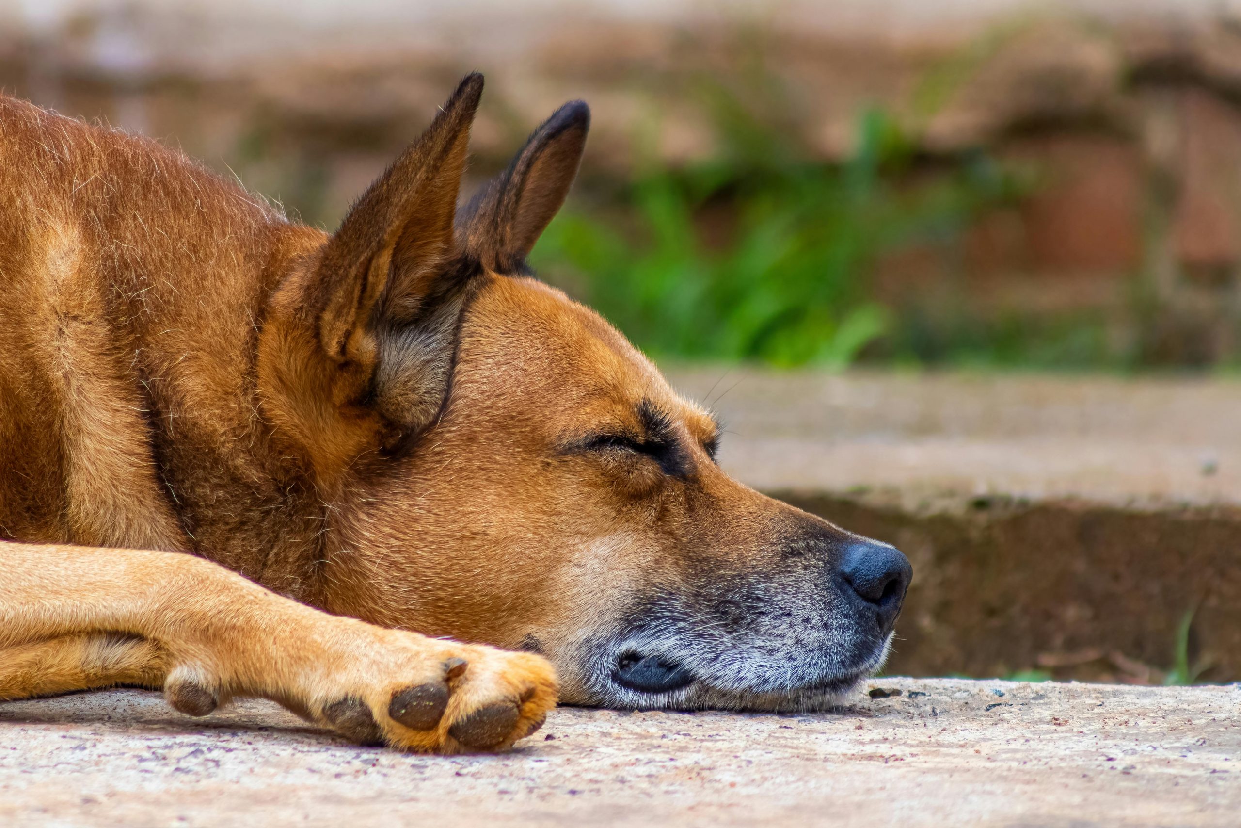 Saiba o porquê dos cães lamberem as patas sem parar