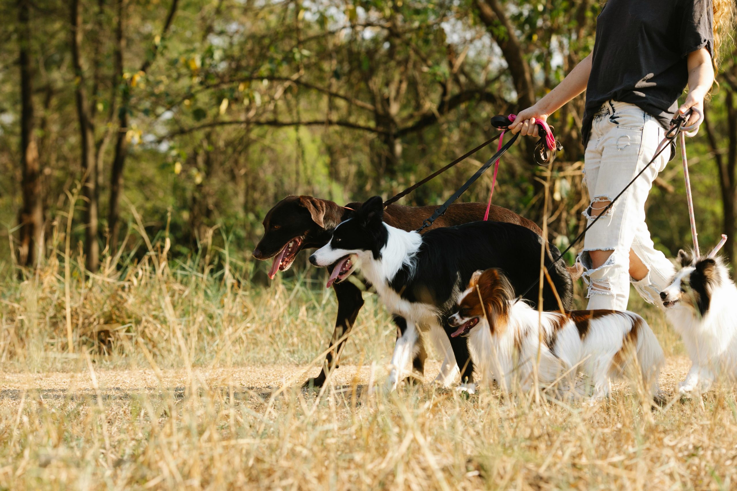 Tratamentos pós-operatórios veterinários de ruptura de ligamentos em Arujá - Fisio Care Pet