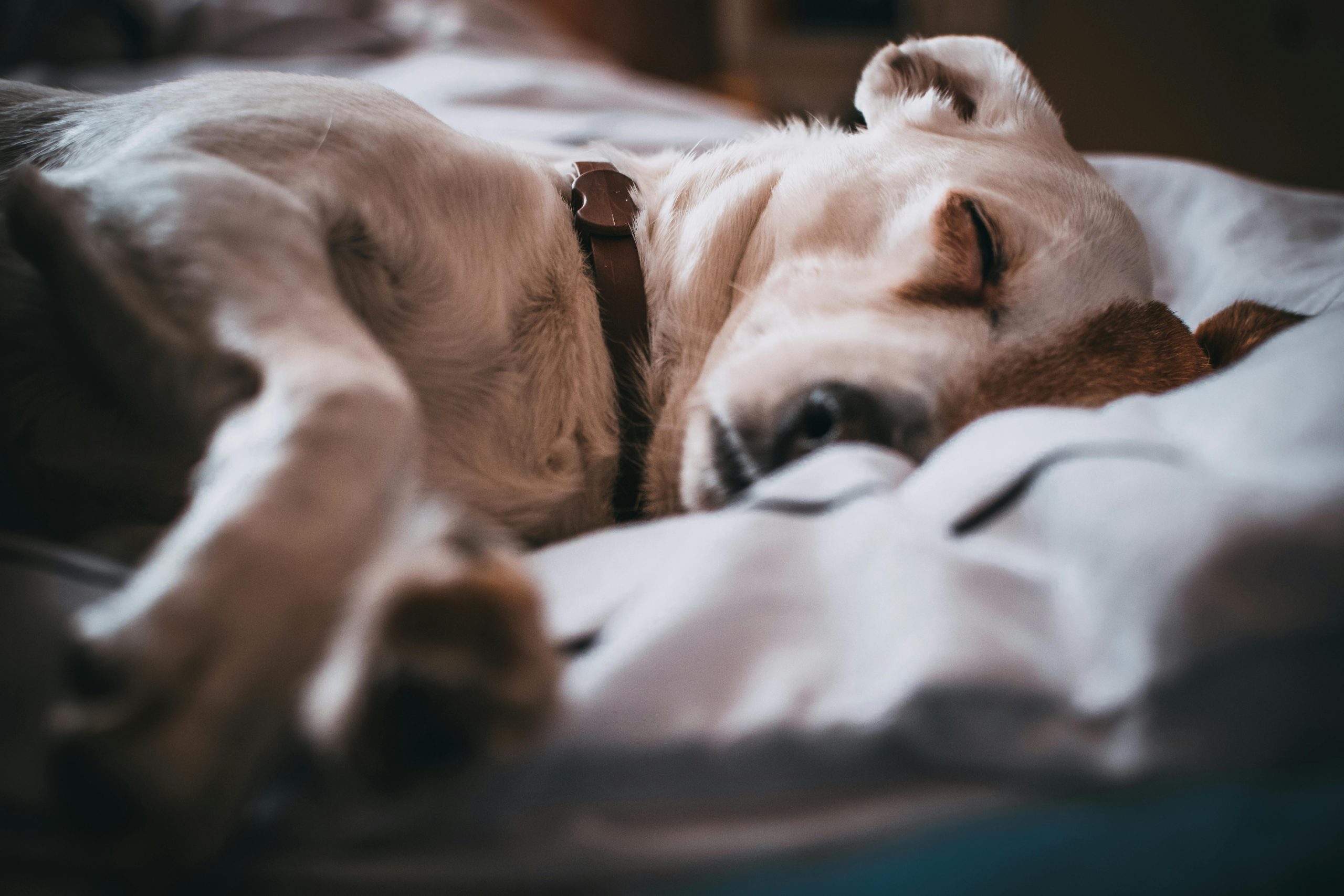 O cachorro também sonha?