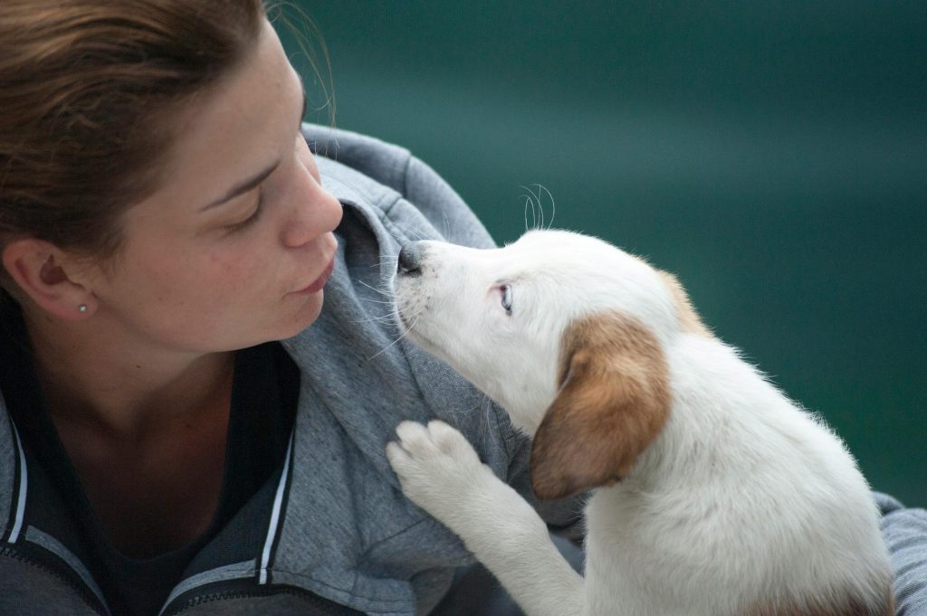 Leptospirose em animais: sintomas, tratamentos e prevenções