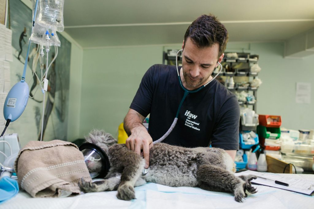 Invista em franquias de reabilitação animal para seu negócio - Fisio Care Pet