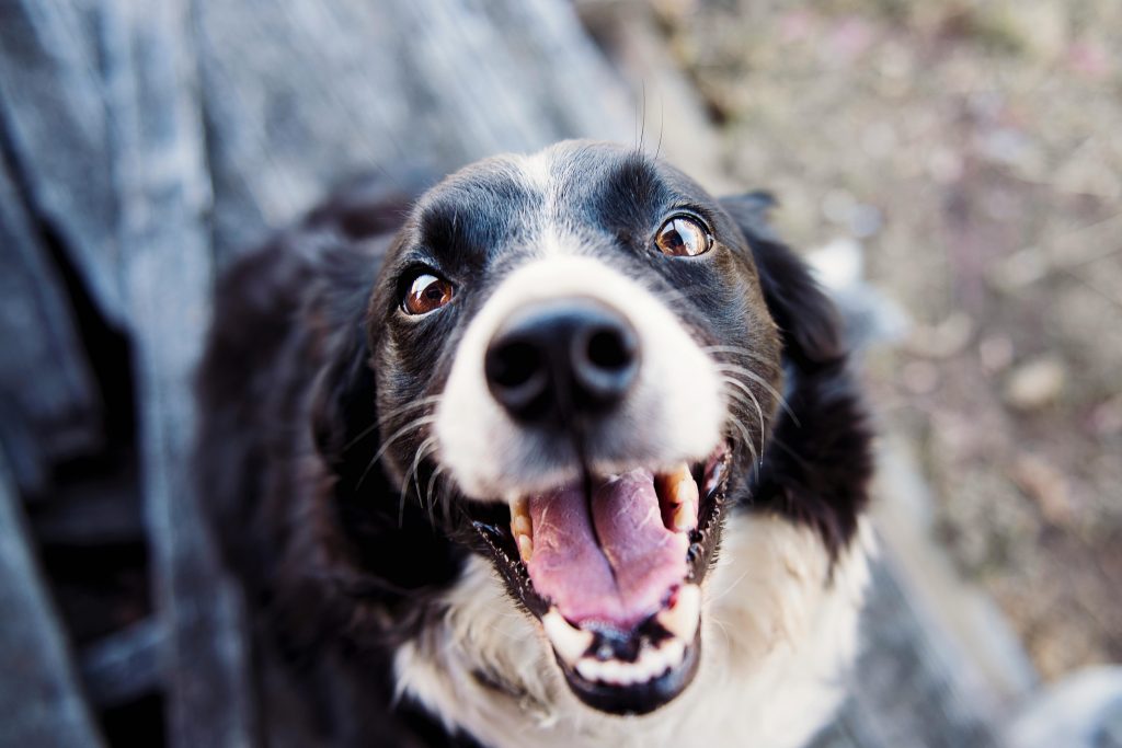 Tudo que você precisa saber sobre cinomose em cães