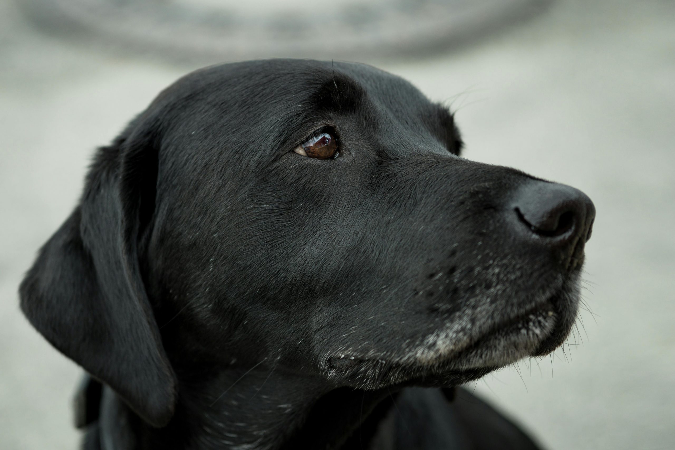 A doença de Von Willebrand afeta os animais?