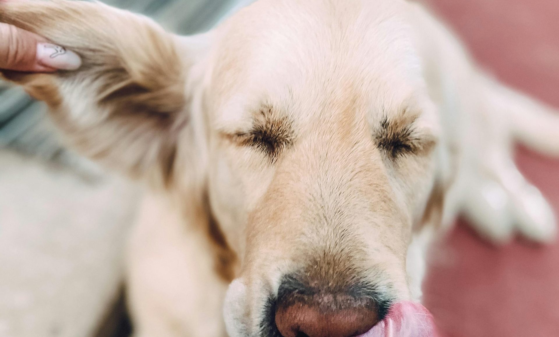 Como limpar a orelha do seu cão? Descubra tudo aqui