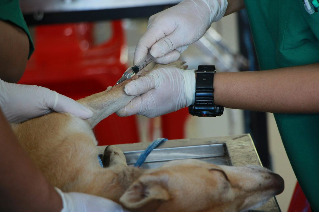 Curso de fisioterapia veterinária - Explore o universo de reabilitação pet