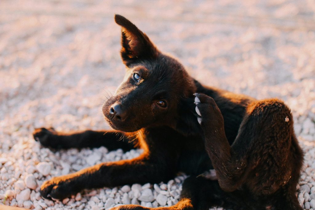 Guia de combate de pulgas e carrapatos em animais