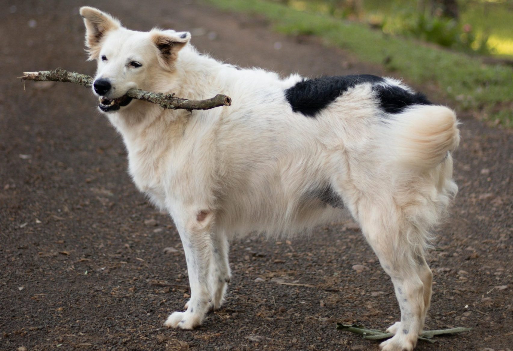 Conheça os benefícios da Acupuntura Veterinária na Fisio Care Pet