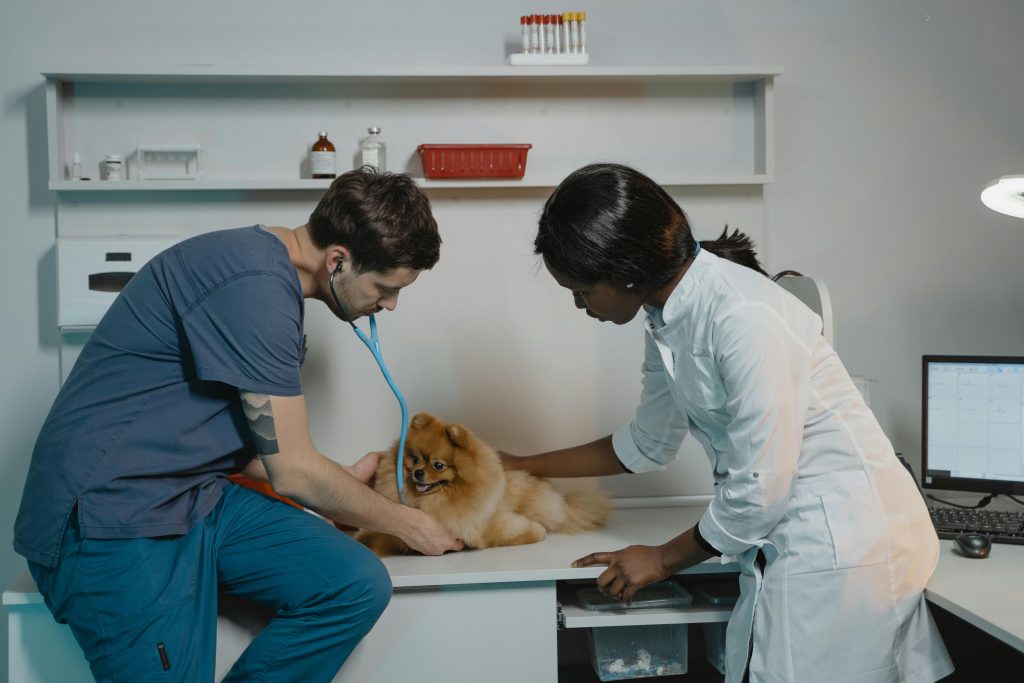 Histórias de Sucesso: Como nossas franquias de Fisioterapia Veterinária estão fazendo a diferença- Fisio Care Pet