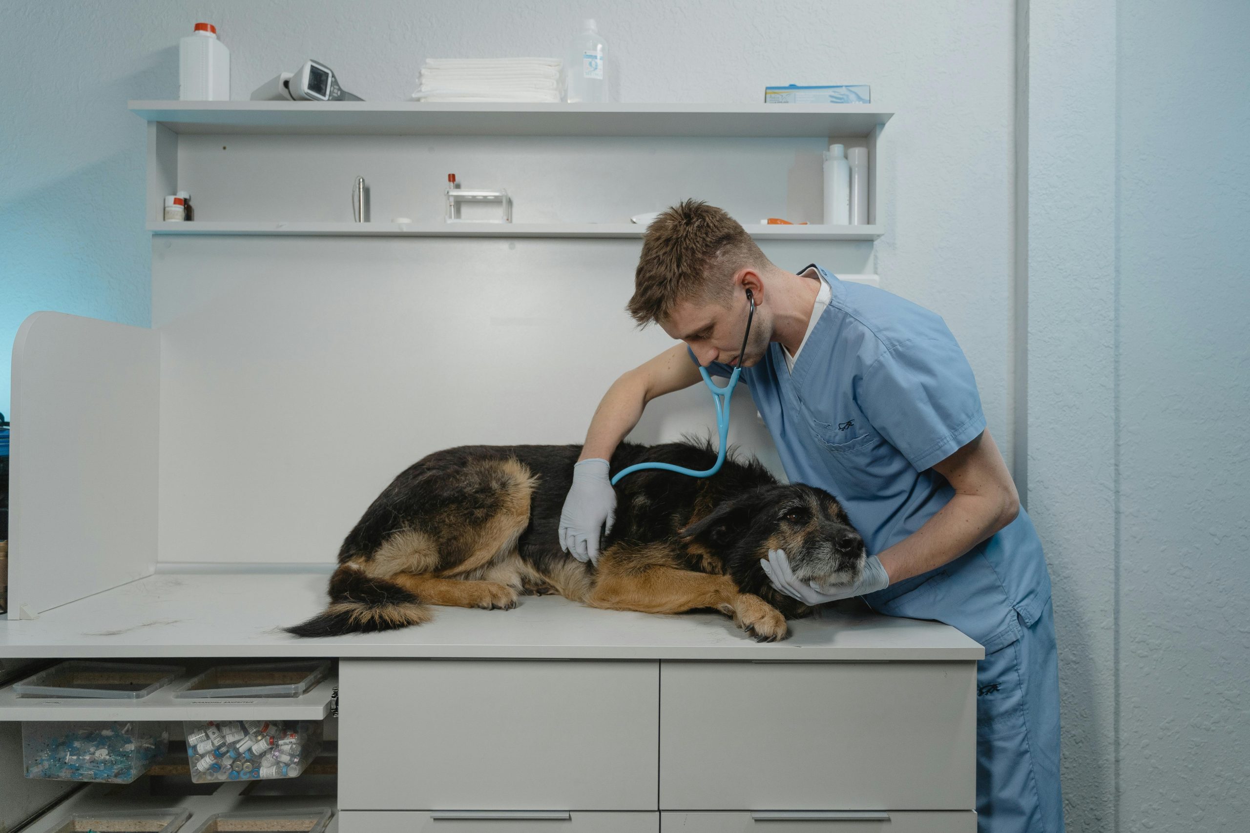 Guia Completo de estágio em Fisioterapia Veterinária