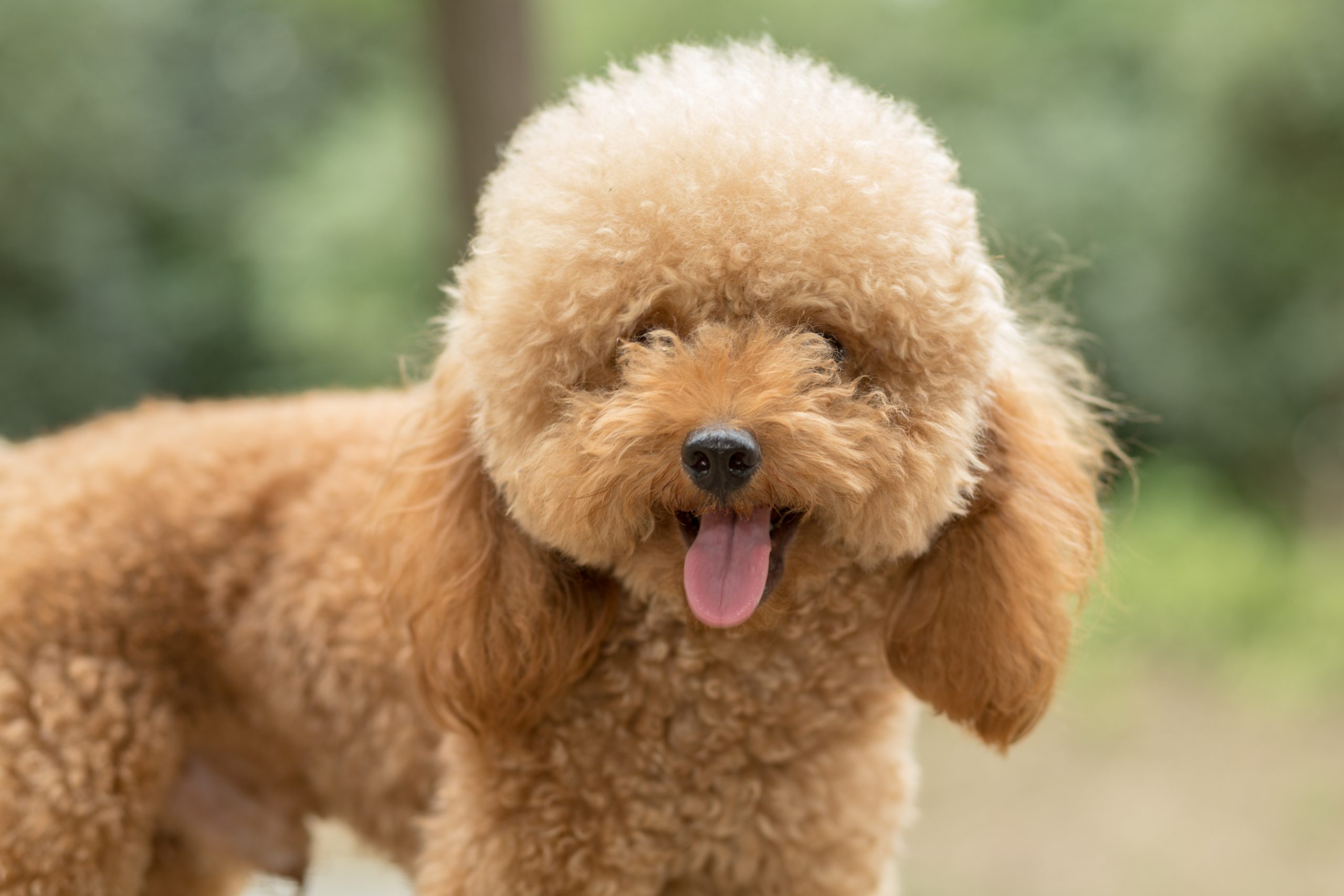 Saiba qual é a frequência de troca de pelos do cão e o que fazer nesse momento