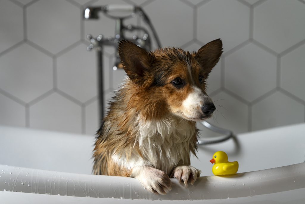 Quais produtos eu devo usar para dar banho no meu cão?