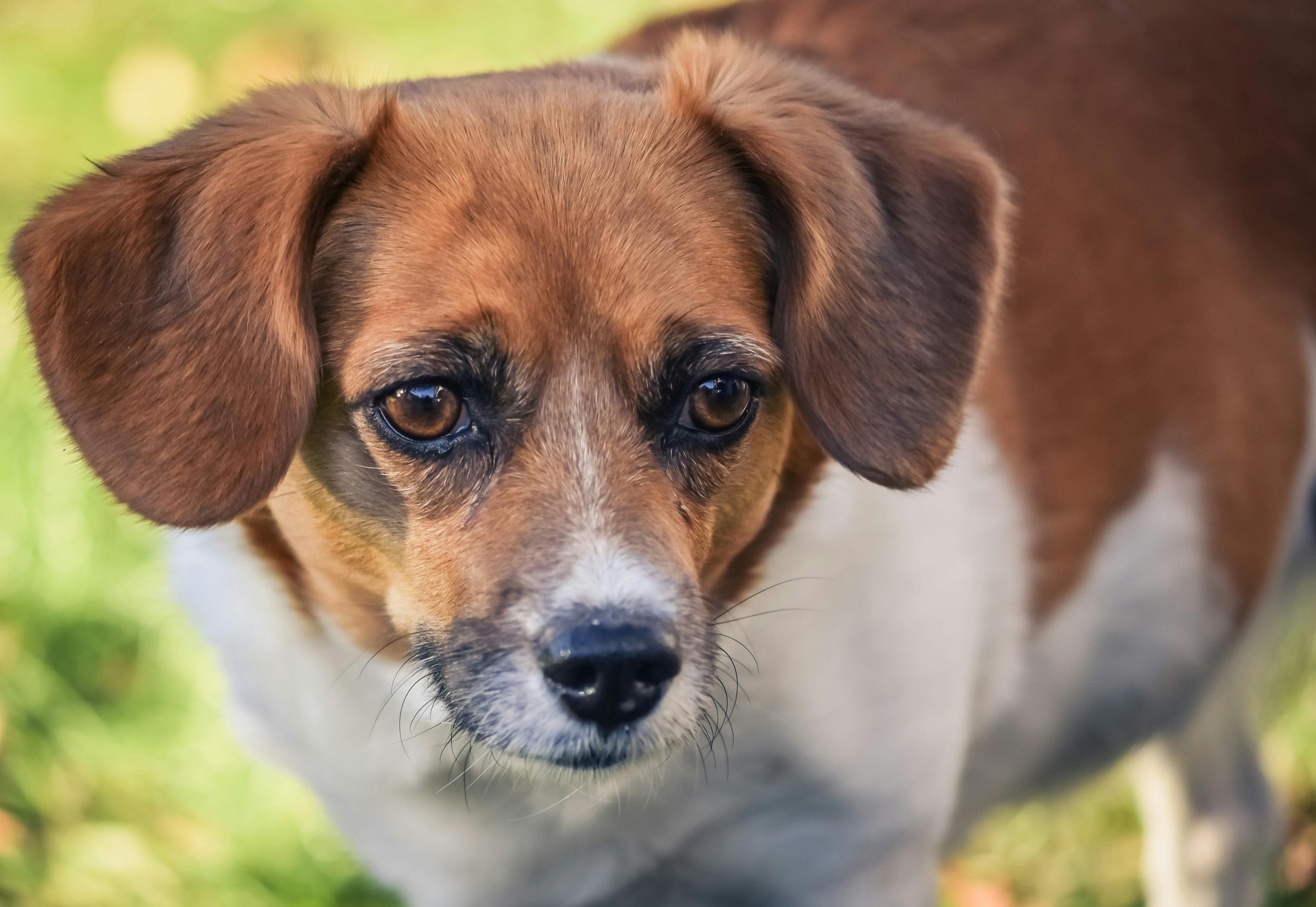 Tratamento para obesidade em animais- Fisio Care Pet Brasília